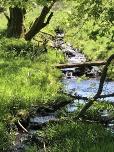 Kleiner Bach im Vogelsberg, umrahmt von alten Bäumen