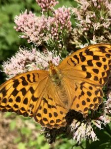Orangefarbener Schmetterling auf rosa blühender Pflanze (Wasserdost).