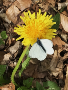 Weißer Schmetterling auf gelb blühendem Löwenzahn
